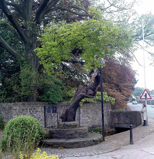 Druid's Oak, Caton