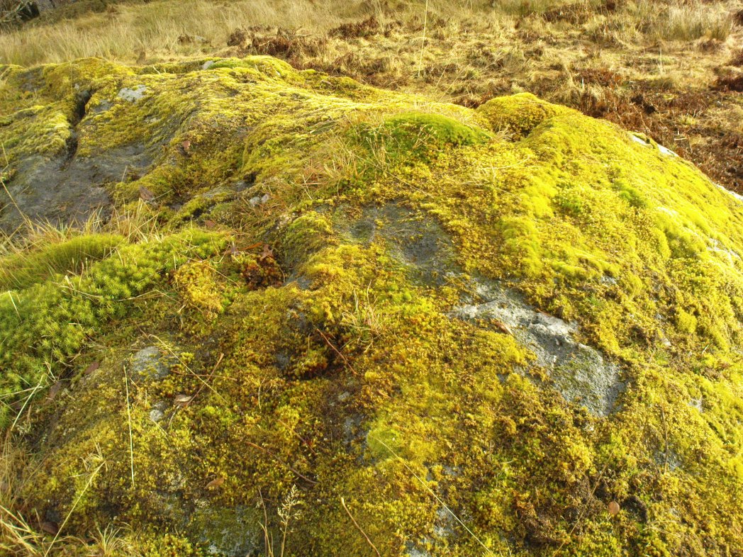 Two of at least 6 cup-markings on these mossy rocks