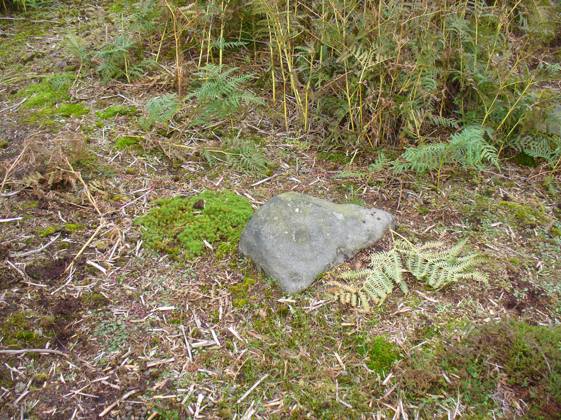 Cup-and-ring stone in situ
