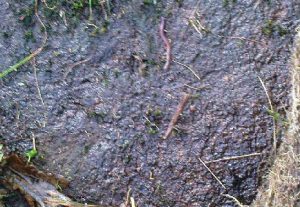 kings-park-cr004 Faint linear carvings on southern end of the rock
